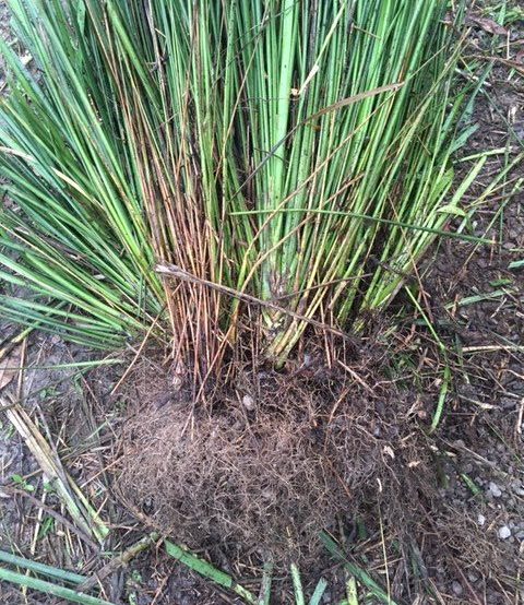 The roots of these reeds were matted and overgrown which reduced efficiency.