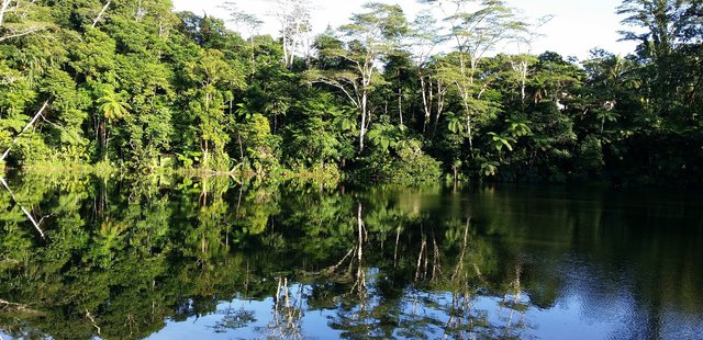 Suva Forest
