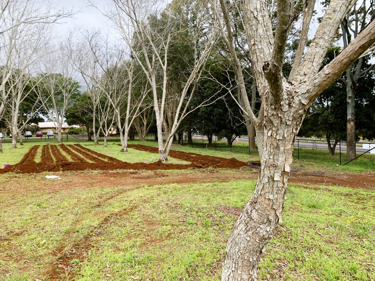 Our 300m² Subsurface Drip Irrigation Effluent Dispersal Area was designed to fit around the trees, minimising root damage.